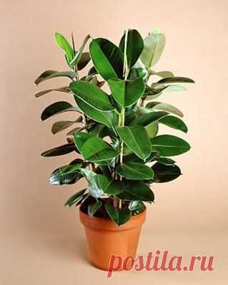 Целебные свойства фикуса