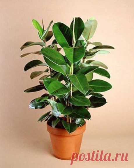 Целебные свойства фикуса