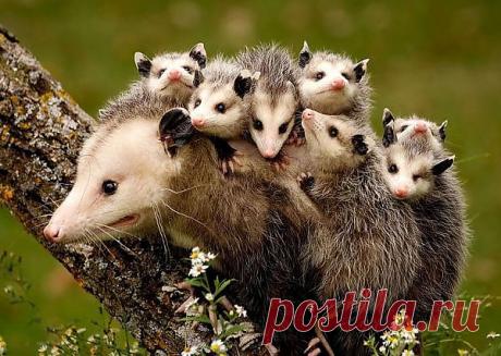 Будьте любезны не чаще, чем раз в год. А то могут подумать, что вы не тол | postila.ru/post/category/shopping