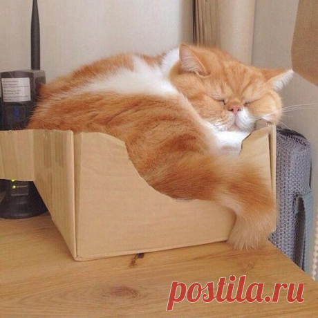 Немного смешных и забавных кошек