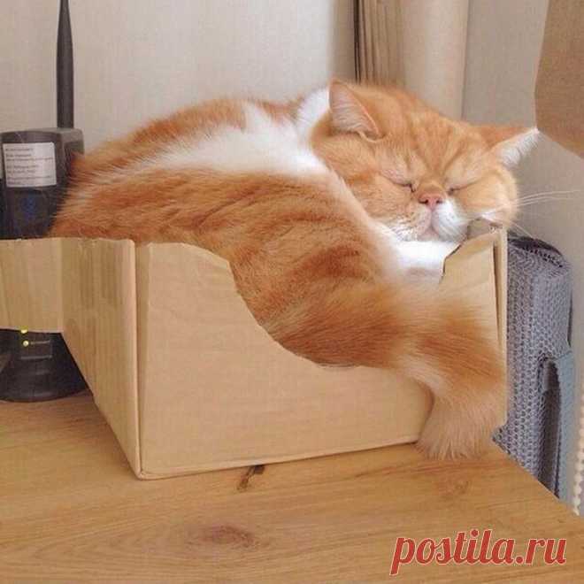 Немного смешных и забавных кошек