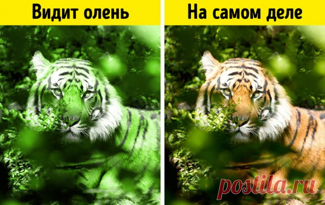 10 особенностей животных, которые мы напрасно считаем ошибками эволюции / Научный хит