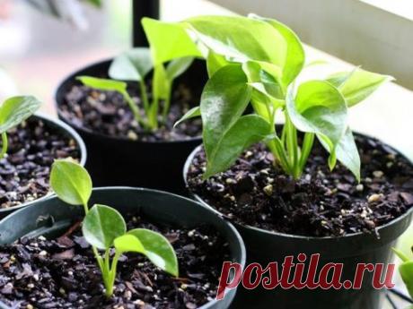 Антуриум, посадка и уход в домашних условиях. Антуриум в домашних условиях: посадка и уход за цветком