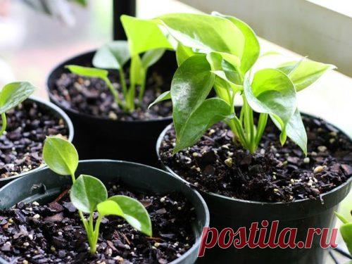 Антуриум, посадка и уход в домашних условиях. Антуриум в домашних условиях: посадка и уход за цветком