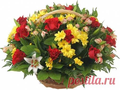 500x570x0x0x95_71663a238a07d329abccfd90887fd1cc_870862.jpeg (500×378)