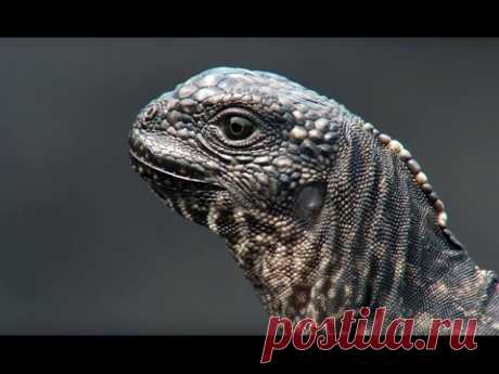 Iguana vs Snakes - Planet Earth II