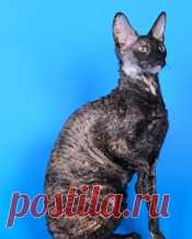 Корниш рекс Корниш рекс - уход и содержание, кормление, дрессировка, разведение, особенности и характеристики породы. На сайте Птичка.ру владельцы размещают записи на тему 