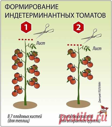 ПОМИДОРНАЯ НАУКА. ВАРИАНТЫ ФОРМИРОВАНИЯ ТОМАТНЫХ КУСТОВ
Сохраните, чтобы не потерять!

Разбираемся с разными вариантами формирования томатных кустов

Как получить хороший урожай?

Когда читаешь статьи о пасынковании томатов, кажется, что они написаны на китайском языке. Вот, к примеру: «детерминантные томаты формируют с переводом точки роста на боковой побег». Буквы вроде русские, а смысл уловить практически невозможно. Нет, специалист, конечно, сразу поймет, о чем речь, а...