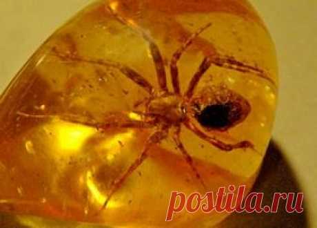 КАМЕНЬ ЯНТАРЬ — СВОЙСТВА, ЧТО ЛЕЧИТ, ПРАВИЛЬНОЕ ПРИМЕНЕНИЕ В Центральной Европе, в средние века, камень янтарь заслужил название «золото Балтики», а древние люди приписывали ему магическое воздействие. Да и сегодня он все так же высоко ценится не только в кач…