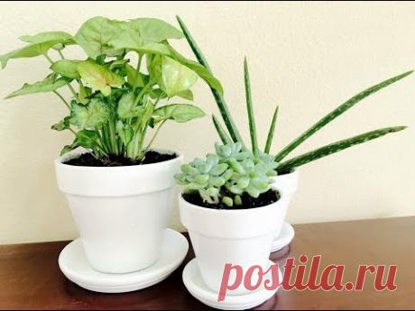 Как правильно РАССТАВИТЬ ЦВЕТЫ в доме. Лучшие и худшие места для комнатных растений