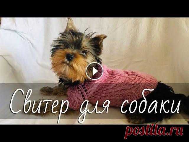 Свитер для собаки спицами. Простой свитер-реглан с косами для йорка. Подробный МК. Dogs sweater. Как связать спицами простой свитер реглан сверху для животных? Подробный пошаговый мастер-класс для начинающих по вязанию свитера для собаки мелкой по...