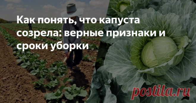 Капуста созрела: главный признак того, что овощ готов уборке, — всегда так проверяем