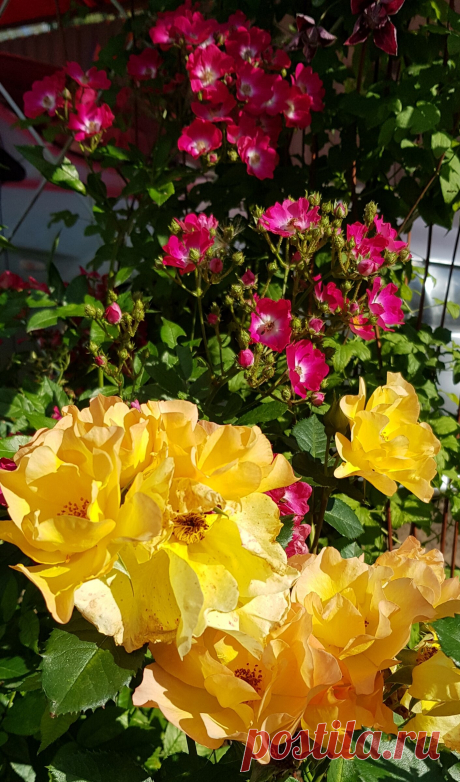 Не обрезайте розы перед укрытием! Грубейшая ошибка многих садоводов | MyFlowersDream | Яндекс Дзен