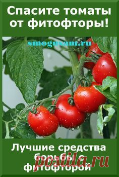 Узнайте 8 работающих способов борьбы с фитофторой на томатах | Органическое садоводство, Растения, Садовый контейнер