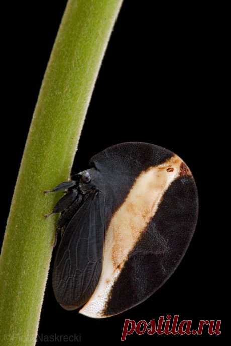 Membracis zonata - Автор Пётр Наскрецкий