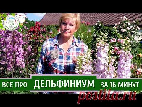 Дельфиниум. Узнайте все о выращивании дельфиниумов за 16 минут.