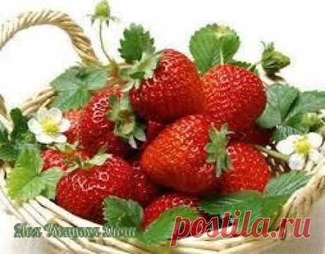 ВЕСЕННЯЯ ПОДКОРМКА ЗЕМЛЯНИКИ (КЛУБНИКИ)