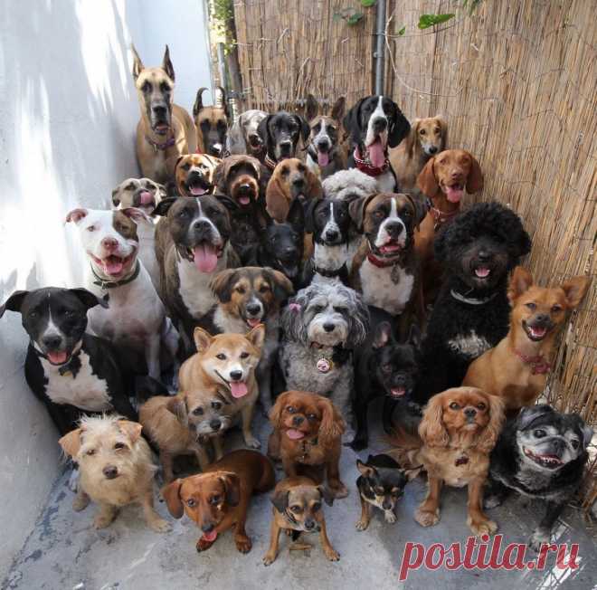 33 собаки, которые сидят смирно и смотрят в камеру