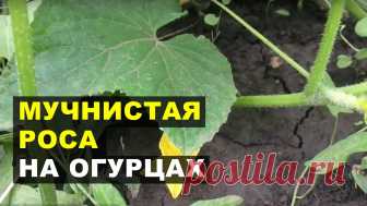 Средства против мучнистой росы на огурцах и кабачках: