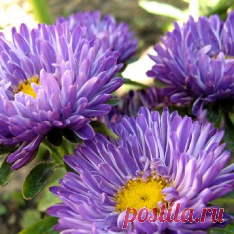 Легенда об астре — FloweryVale.ru