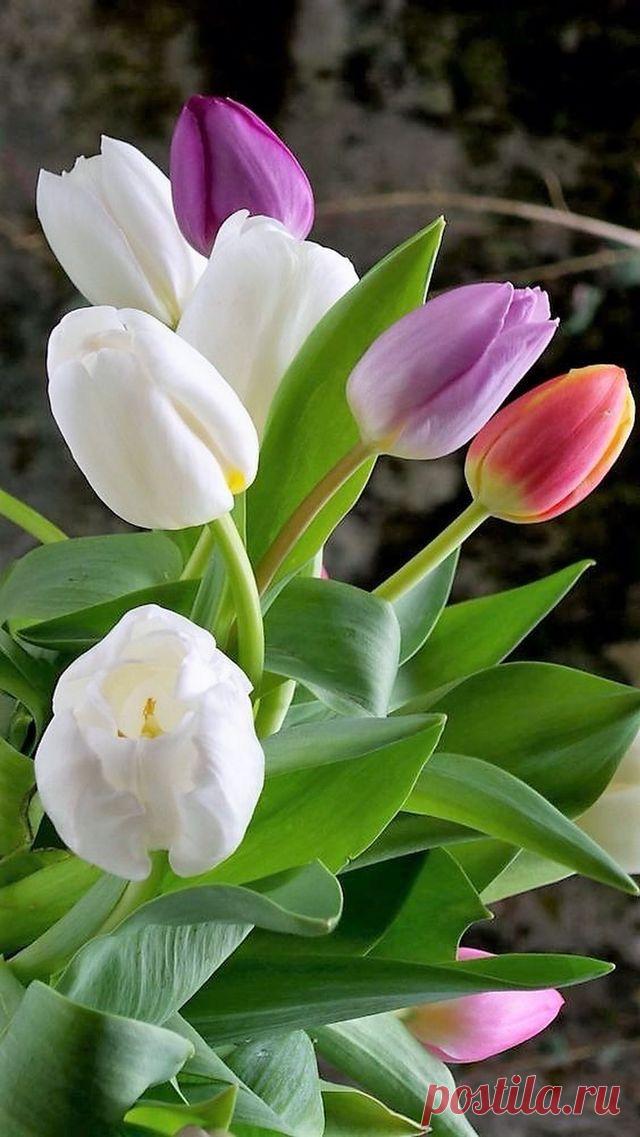 Пин на доске яТЮЛЬПАНЫ