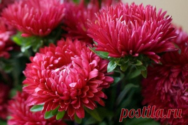 «Хитрый» способ посева астры без хлопот и трат времени