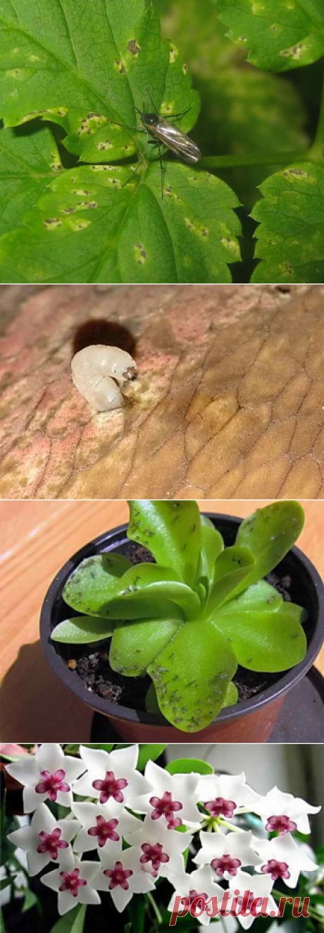 Почему мошки заводятся в цветочных горшках, как от них избавиться | Дача - впрок