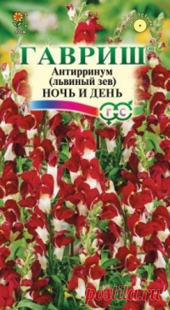 Семена. Львиный зев 