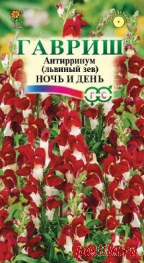 Семена. Львиный зев "Ночь и день" (вес: 0,1 г) Всхожесть: 85%.
Контрастные бело-красные цветки эффектно смотрятся в саду на клумбах, в бордюрах и рабатках. Растение высотой 50 см, культивируется как однолетник. Цветет с конца июня до поздних заморозков. Львиный зев холодостоек, светолюбив, к почвам нетребователен, в засушливый период...