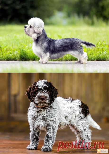 Породы собак-36 – Блог. Run, пользователь Марина Николаева | Группы Мой Мир