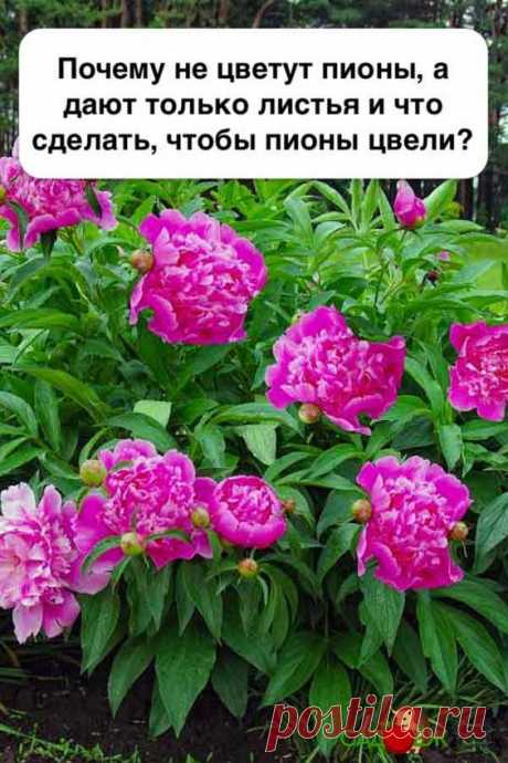 Чем подкормить пионы осенью, чтобы цветы были крупными: советы опытных огородников