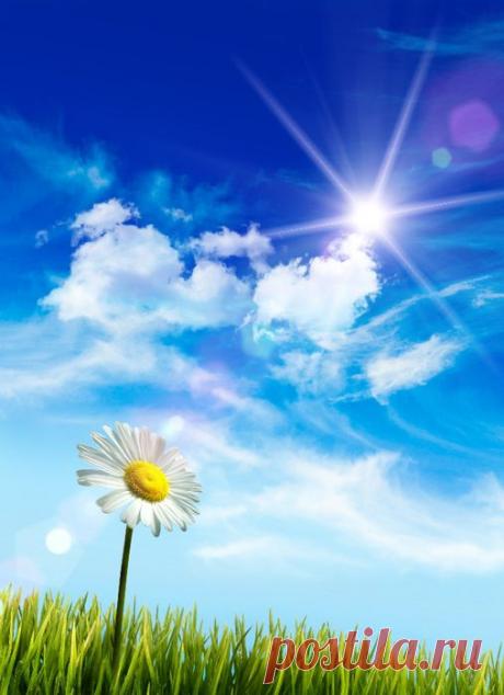 Ромашки для рабочего стола..