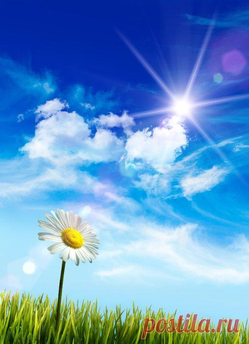 Ромашки для рабочего стола..