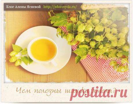 Чем полезен хмель и все способы его применения