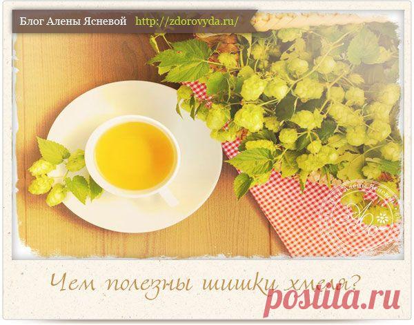 Чем полезен хмель и все способы его применения