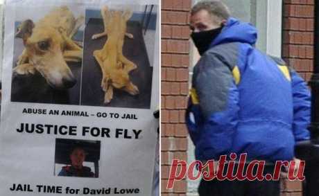 Владелец довёл собаку до жуткого истощения и был вынужден бежать от защитников животных | Все о наших питомцах