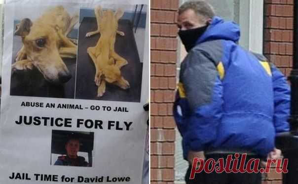 Владелец довёл собаку до жуткого истощения и был вынужден бежать от защитников животных | Все о наших питомцах