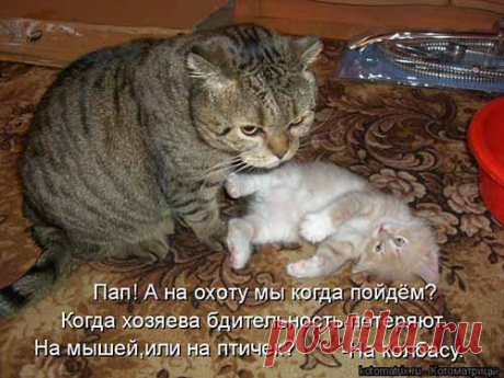Охота на колбасу