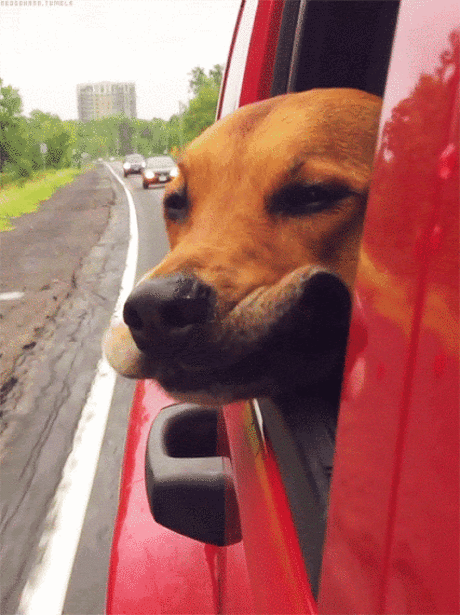 Едем, едем&amp;#8230; Машем машем &amp;#8230; &amp;#8212; Сияние Жизни