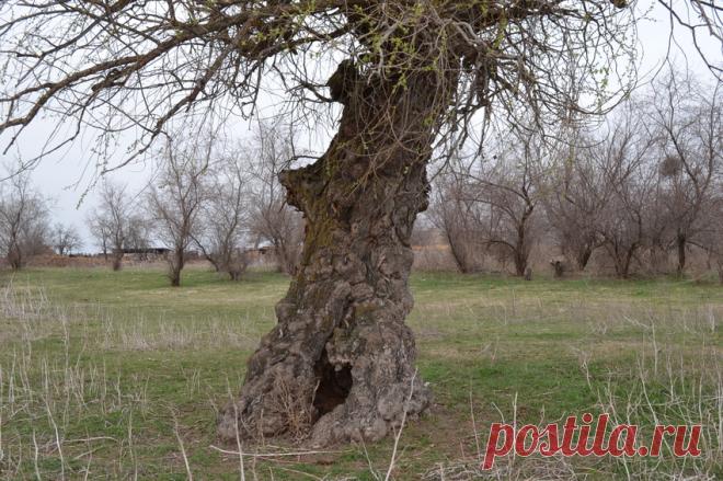 Старейшина | Избранное | Фото Планета