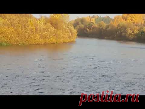Маленький котенок знал, что эти люди — его последний шанс и бросился в ледяную воду…