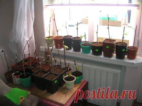 Виноград - работаем. Укореняем. Но пока ещё темновато и холодновато. Горшочки стоят у батареи и целый день под фитолампой. Через месяц на остеклённый балкон.