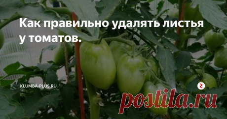 Как правильно удалять листья у томатов. | Klumba-plus.ru | Яндекс Дзен