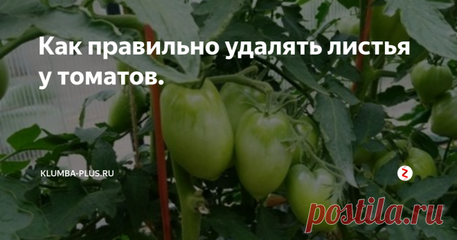Как правильно удалять листья у томатов. | Klumba-plus.ru | Яндекс Дзен