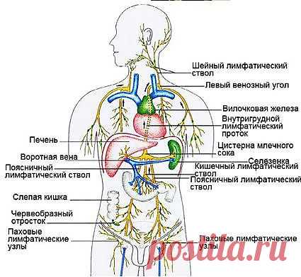 очищение организма | Записи в рубрике очищение организма | ТВОРЧЕСКАЯ ГОСТИНАЯ - Все,что делаешь, нужно делать превосходно....
