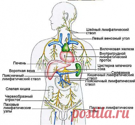 очищение организма | Записи в рубрике очищение организма | ТВОРЧЕСКАЯ ГОСТИНАЯ - Все,что делаешь, нужно делать превосходно....
