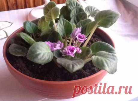 Горшок для фиалки – какой объем нужен, как подобрать правильно по размеру и материалу