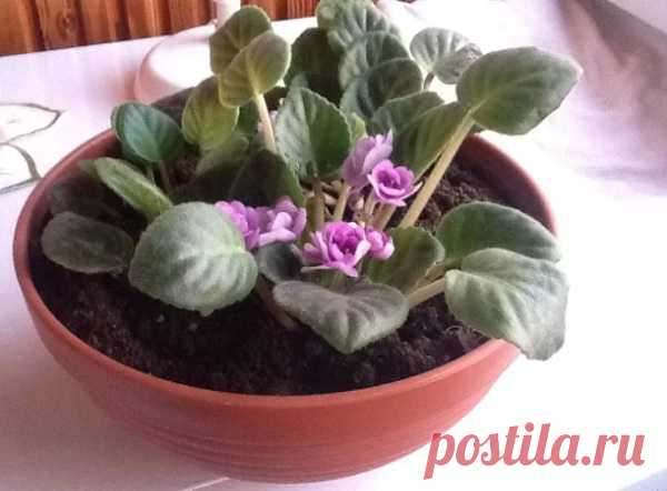 Горшок для фиалки – какой объем нужен, как подобрать правильно по размеру и материалу