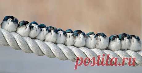 16 фотографий обнимающихся птиц, которые растопят ваше сердце