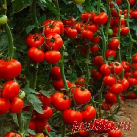Картофельная кожура – лучшее удобрение для растений - МирТесен